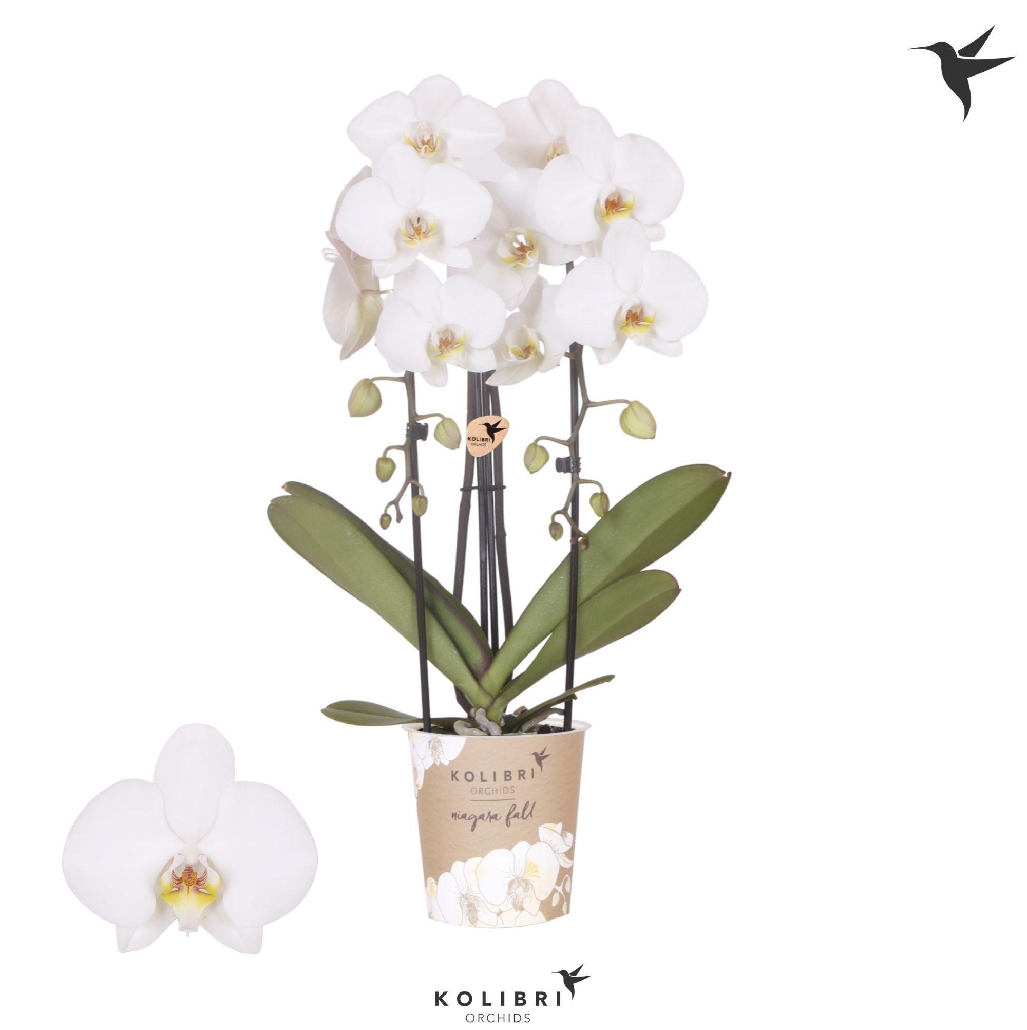 Горшечные цветы и растения оптом Phalaenopsis Elegant Cascade от 6шт из Голландии с доставкой по России