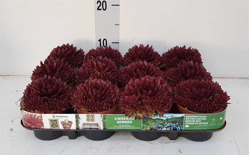 Горшечные цветы и растения оптом Sempervivum ... от 12шт (для телеги) из Голландии с доставкой по России