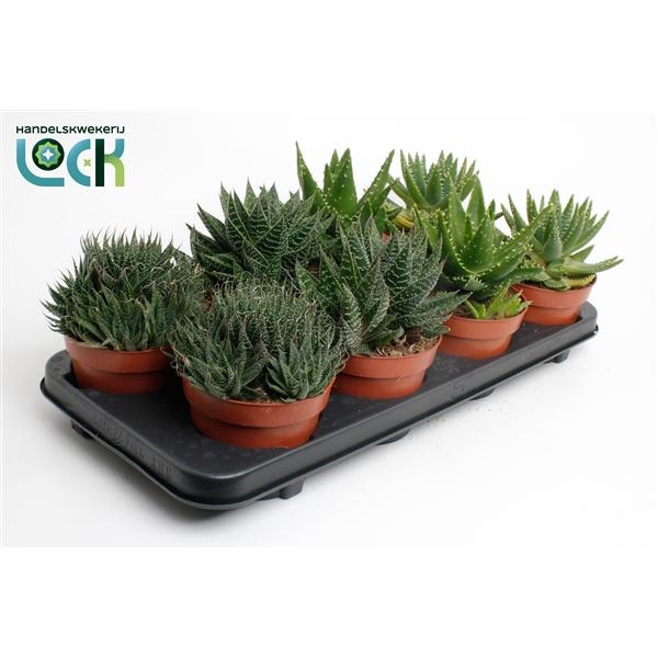 Горшечные цветы и растения оптом Aloe Mix от 6шт из Голландии с доставкой по России