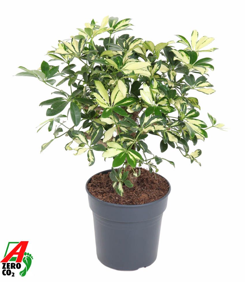 Горшечные цветы и растения оптом Schefflera Trinette от 1шт из Голландии с доставкой по России