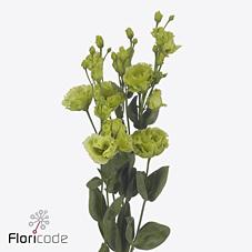 Срезанные цветы оптом Lisianthus do rosanne emerald от 140шт. из Голландии с доставкой по России