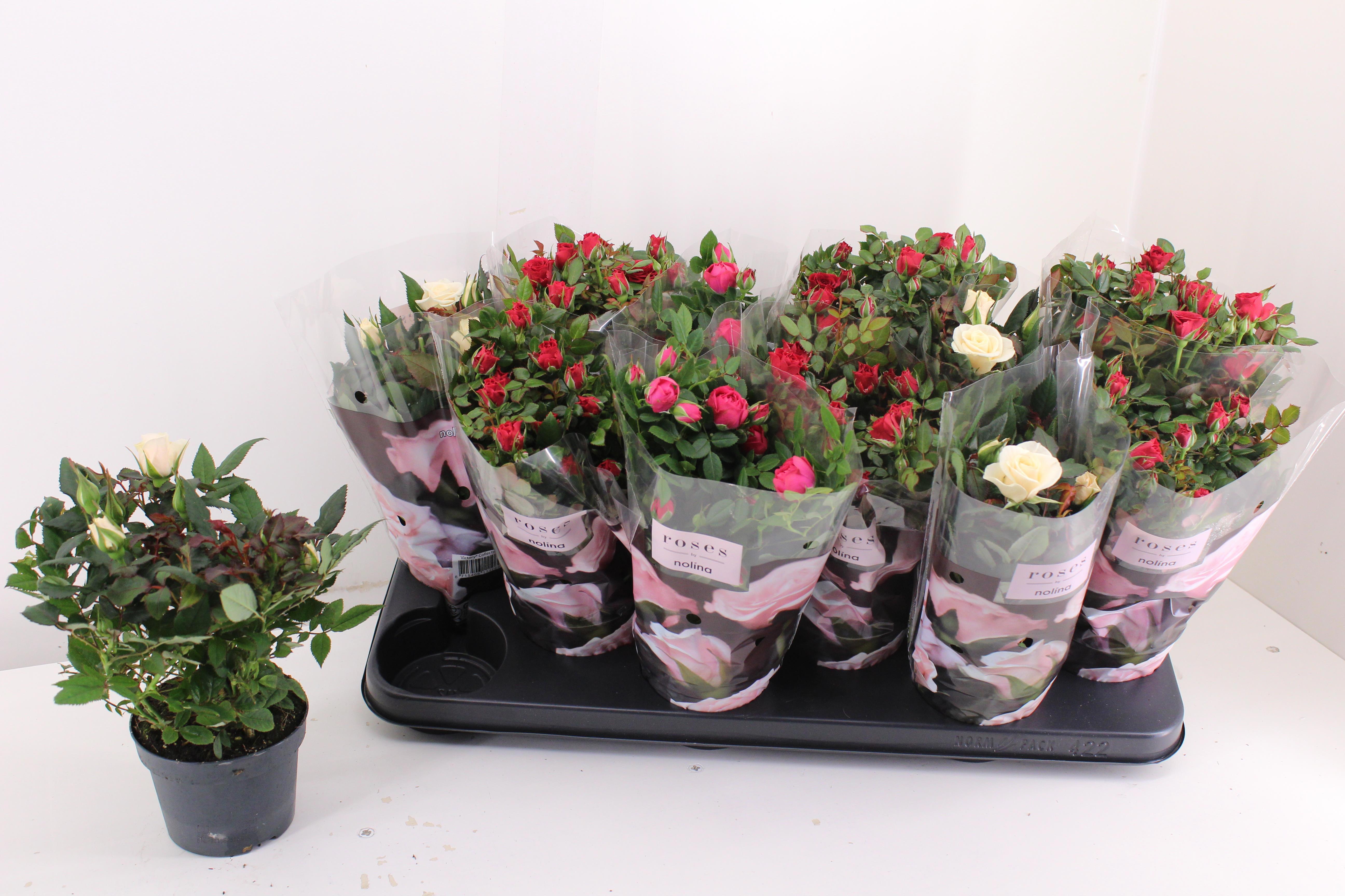 Горшечные цветы и растения оптом Ro Victory Gem от 12шт из Голландии с доставкой по России