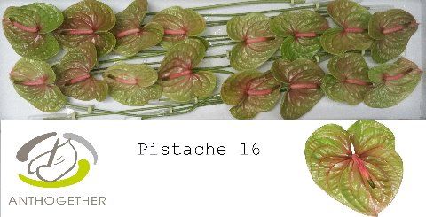 Срезанные цветы оптом Anthurium pistache от 16шт. из Голландии с доставкой по России