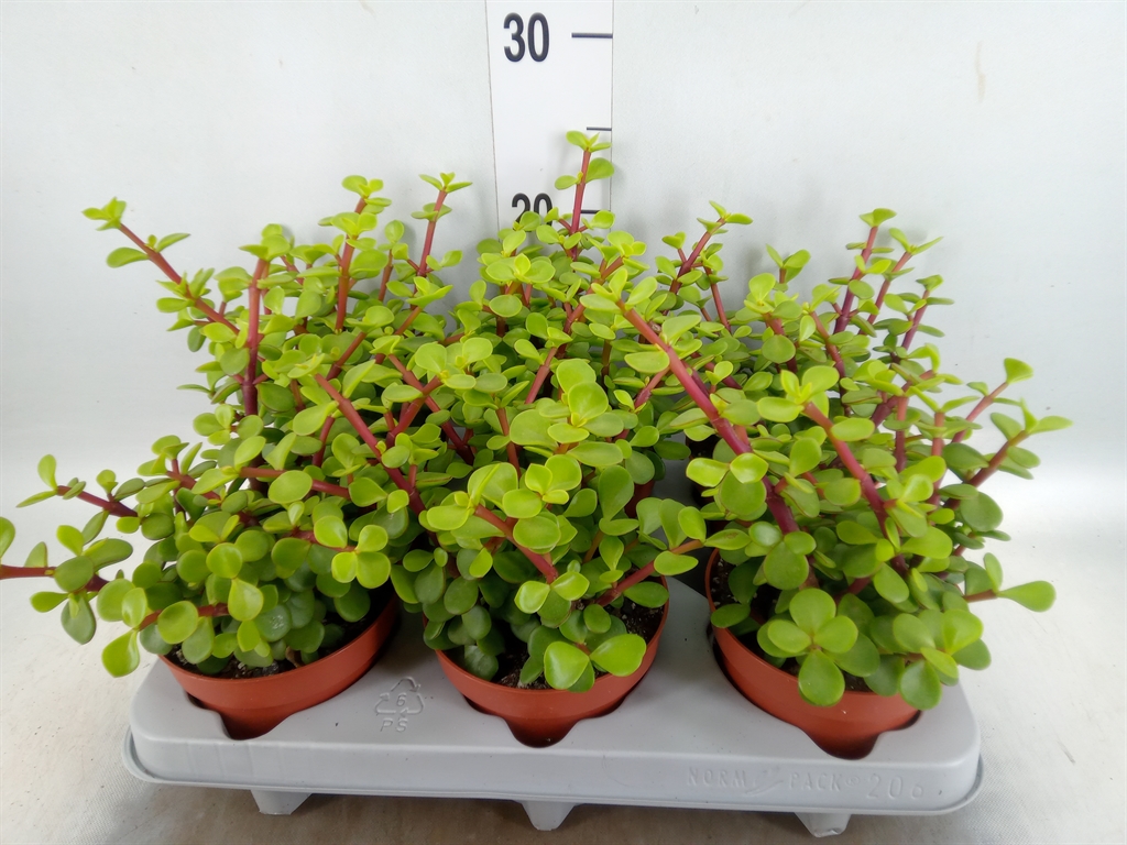 Горшечные цветы и растения оптом Portulacaria Afra от 6шт из Голландии с доставкой по России Горшечные цветы и растения оптом Portulacaria Afra от 6шт из Голландии с доставкой по России