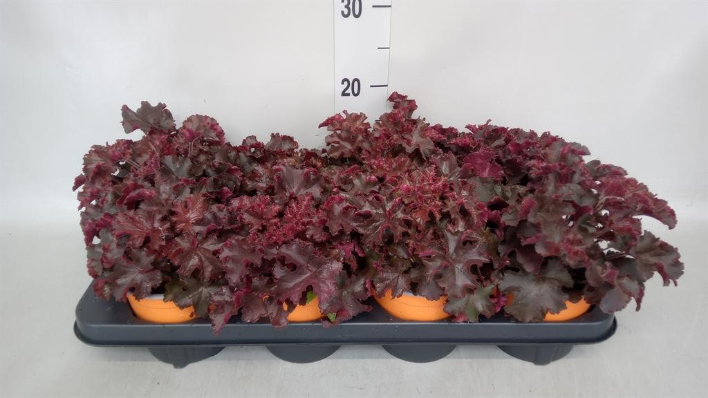 Горшечные цветы и растения оптом Heuchera ... от 8шт из Голландии с доставкой по России