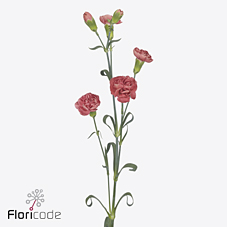 Срезанные цветы оптом Dianthus sp miss trendy от 100шт из Голландии с доставкой по России