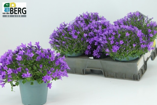 Горшечные цветы и растения оптом Camp Portenschlagian от 5шт (для телеги) из Голландии с доставкой по России