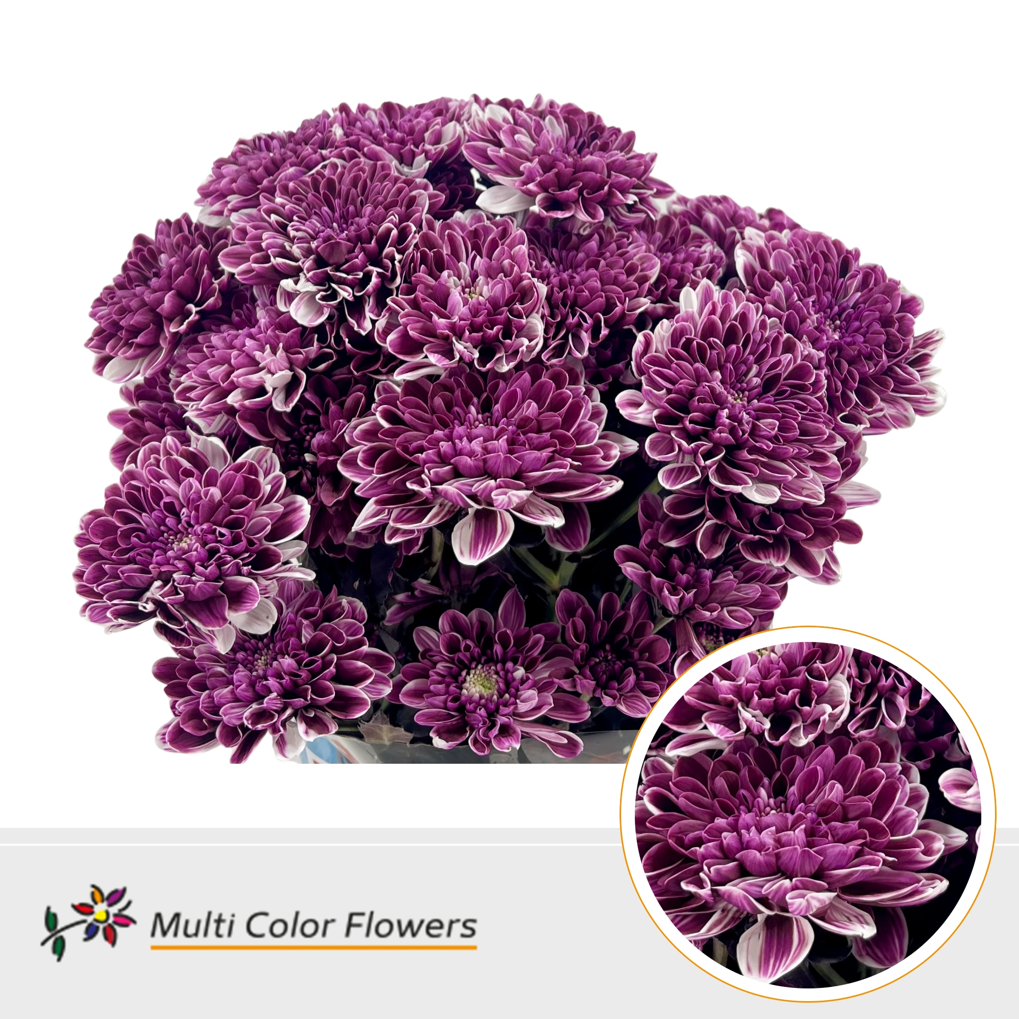 Срезанные цветы оптом Chrys sp paint altaj dark cherry от 40шт из Голландии с доставкой по России