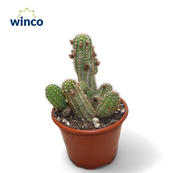 Горшечные цветы и растения оптом Chamaecereus Silvestrii от 18шт (для телеги) из Голландии с доставкой по России