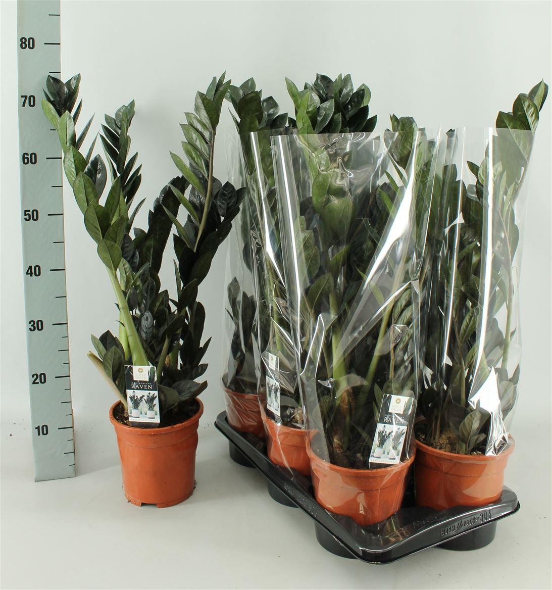 Горшечные цветы и растения оптом Zamioculcas Raven 4+ от 6шт из Голландии с доставкой по России