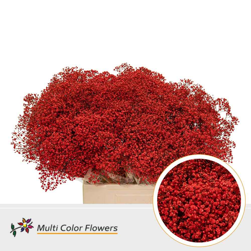 Срезанные цветы оптом Gyps fine paint red от 100шт из Голландии с доставкой по России