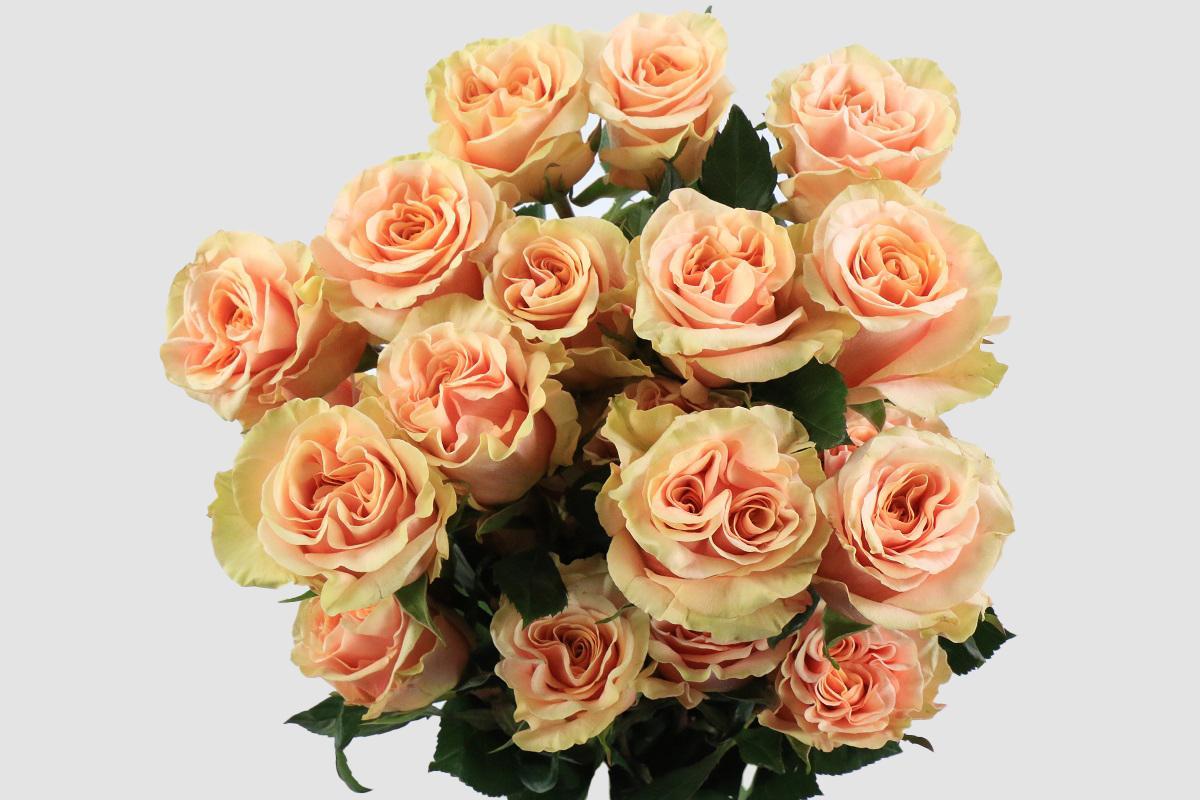 Срезанные цветы оптом Rosa ec garden phoenix от 100шт из Голландии с доставкой по России