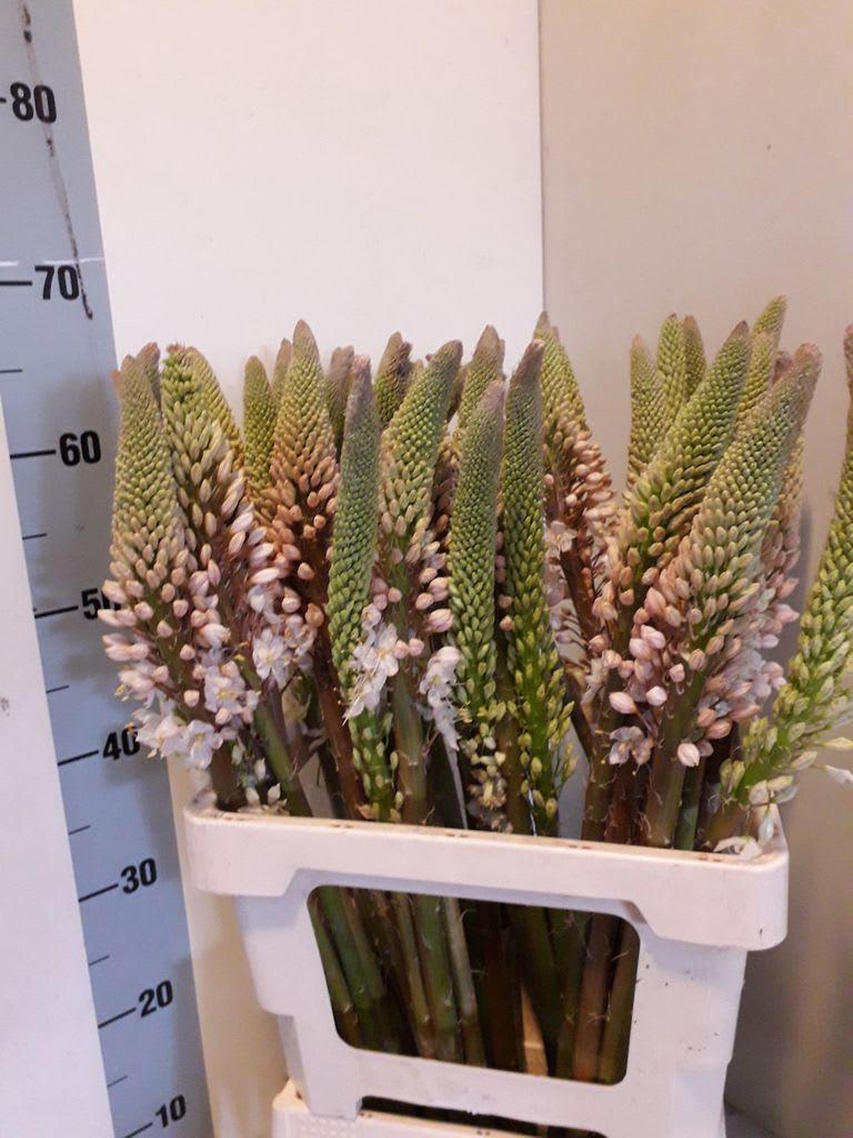 Срезанные цветы оптом Eremurus himalaicus от 40шт из Голландии с доставкой по России