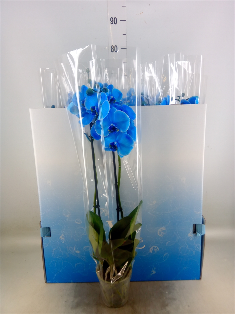 Горшечные цветы и растения оптом Phalaenopsis   ... от 10шт из Голландии с доставкой по России