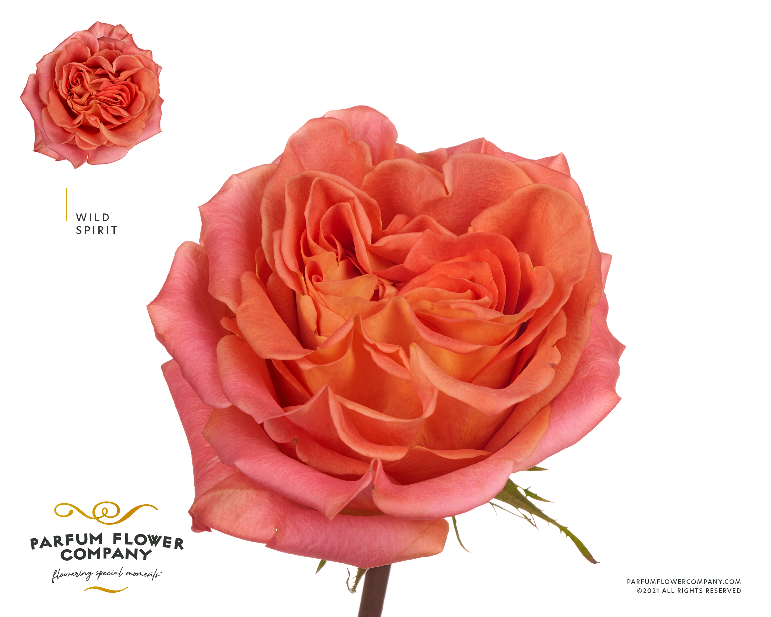 Срезанные цветы оптом Rosa garden wild spirit от 24шт из Голландии с доставкой по России