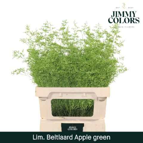 Срезанные цветы оптом Limonium paint applegreen от 25шт из Голландии с доставкой по России