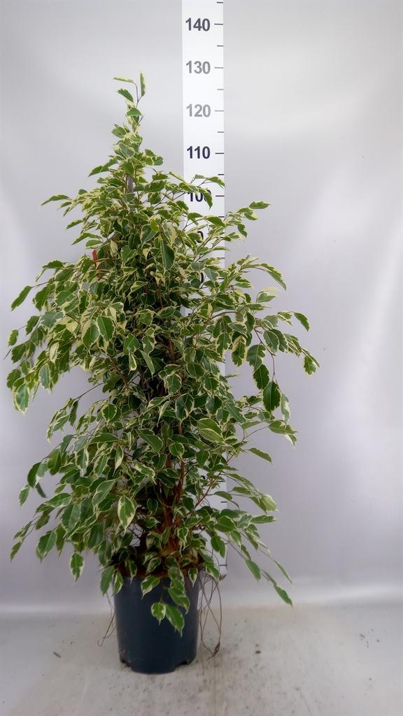 Горшечные цветы и растения оптом Ficus Be Twilight от 1шт из Голландии с доставкой по России