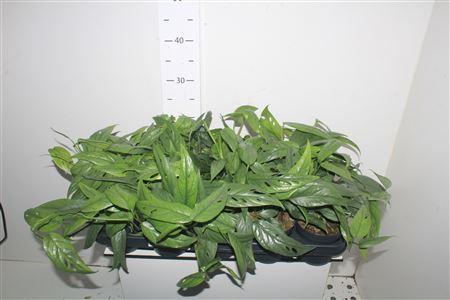 Горшечные цветы и растения оптом Epipr Cebu Blue от 10шт из Голландии с доставкой по России