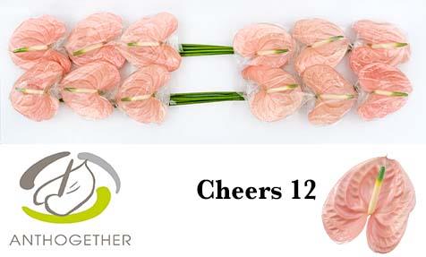 Срезанные цветы оптом Anthurium cheers от 12шт из Голландии с доставкой по России