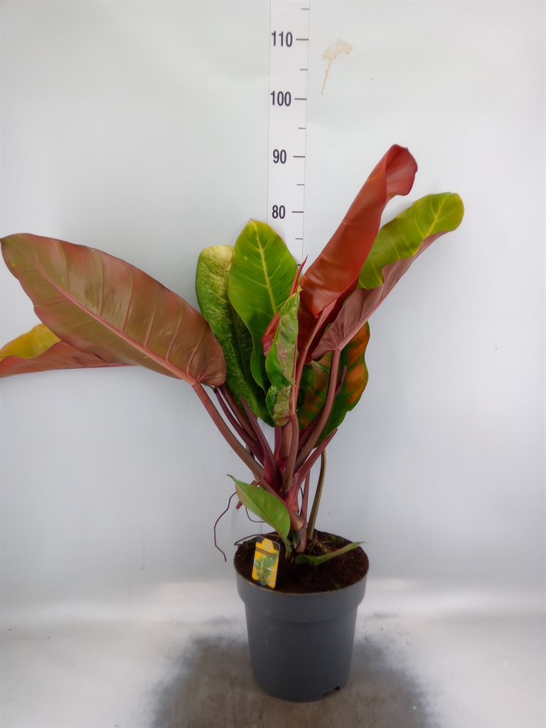 Горшечные цветы и растения оптом Philodendron   ... от 1шт из Голландии с доставкой по России