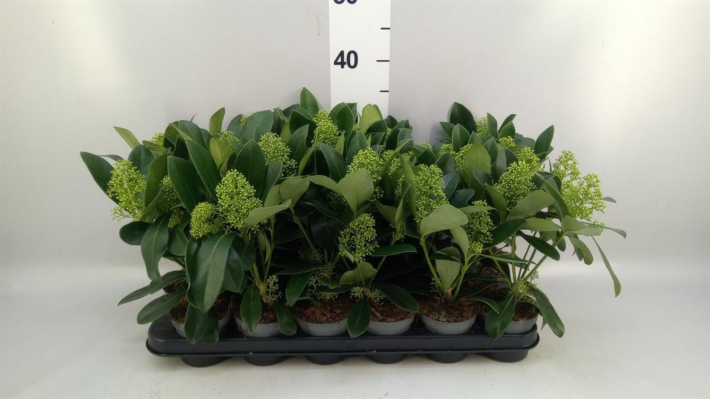 Горшечные цветы и растения оптом Skimmia Jap. finchy от 18шт (для телеги) из Голландии с доставкой по России