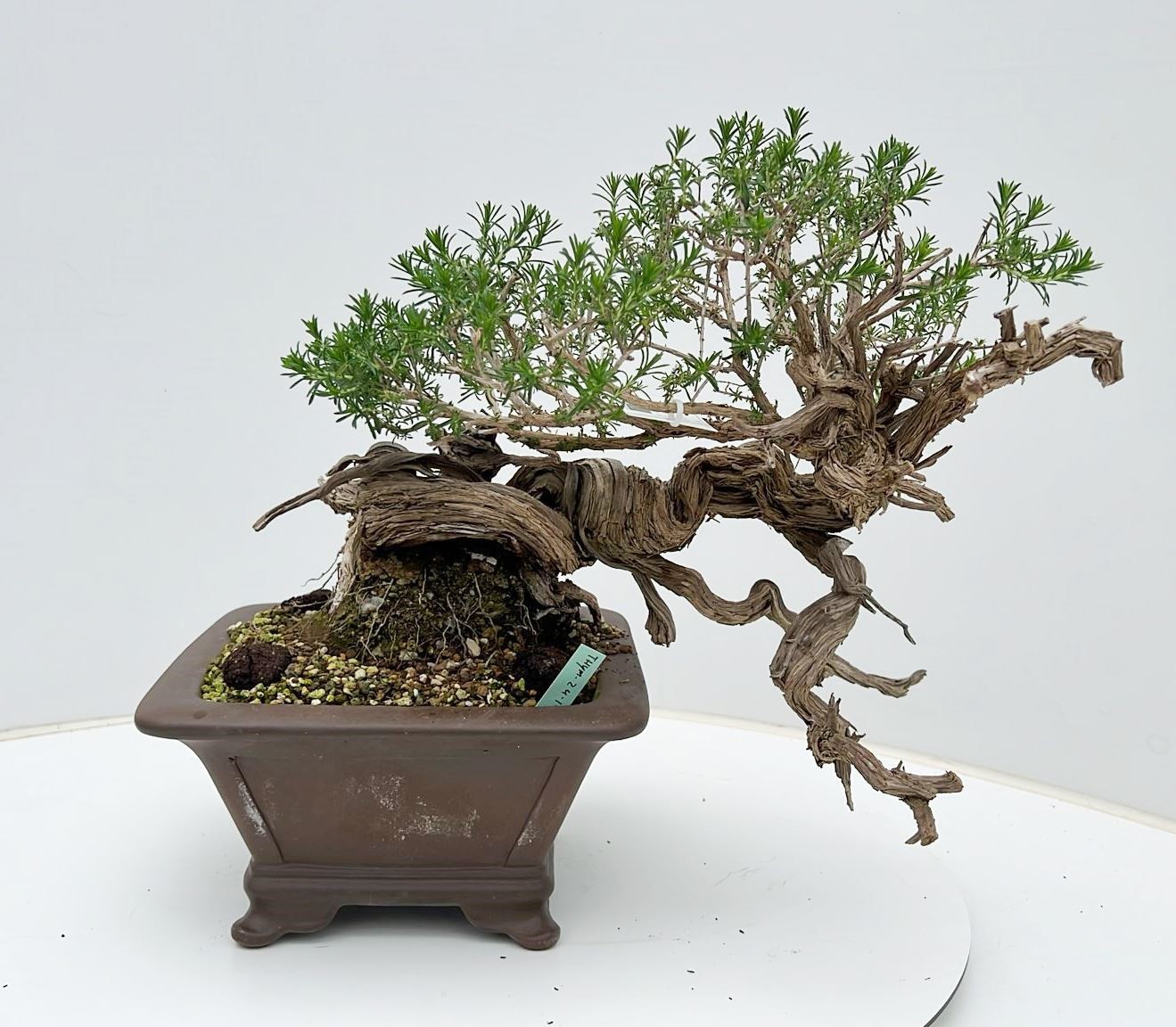 Горшечные цветы и растения оптом Thymus Vulgaris, Pot 24 Cm. Height 30cm. (single I от 1шт из Голландии с доставкой по России