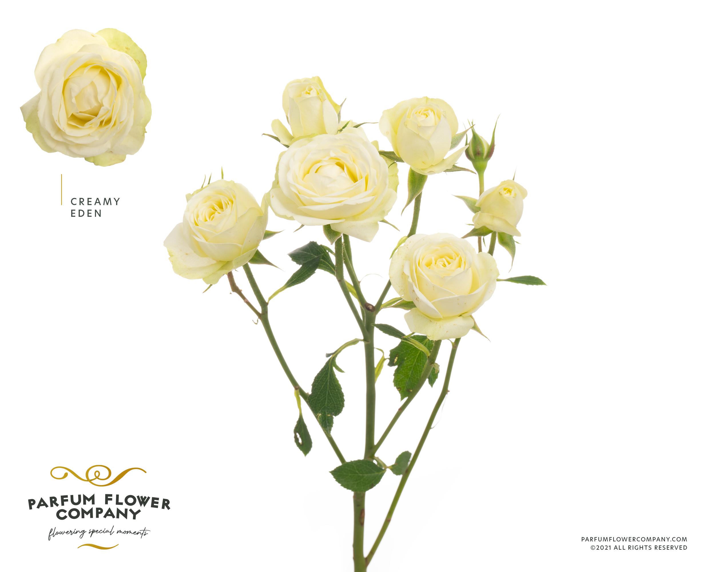 Срезанные цветы оптом Rosa spray cremy eden от 24шт из Голландии с доставкой по России