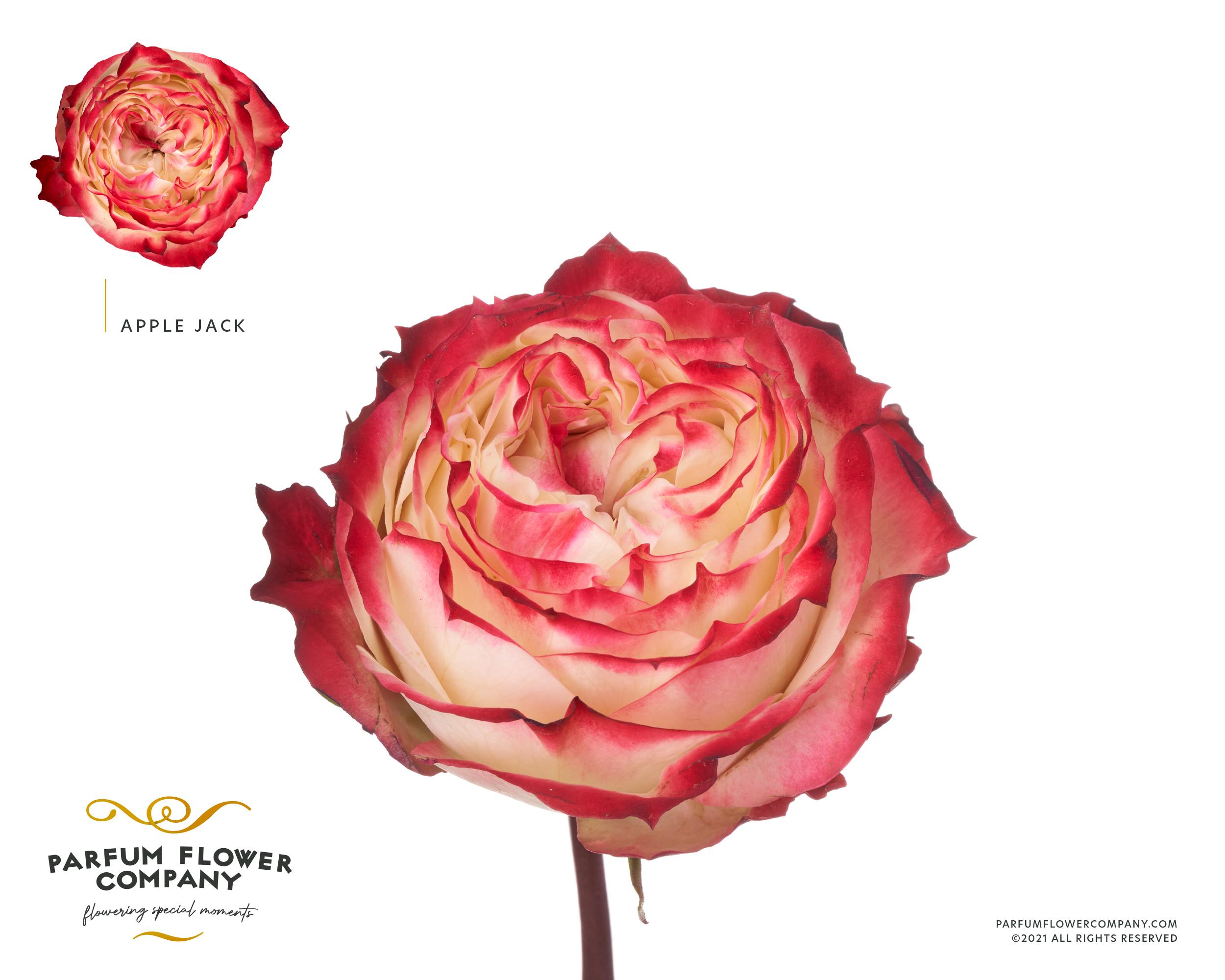 Срезанные цветы оптом Rosa garden apple jack от 12шт из Голландии с доставкой по России