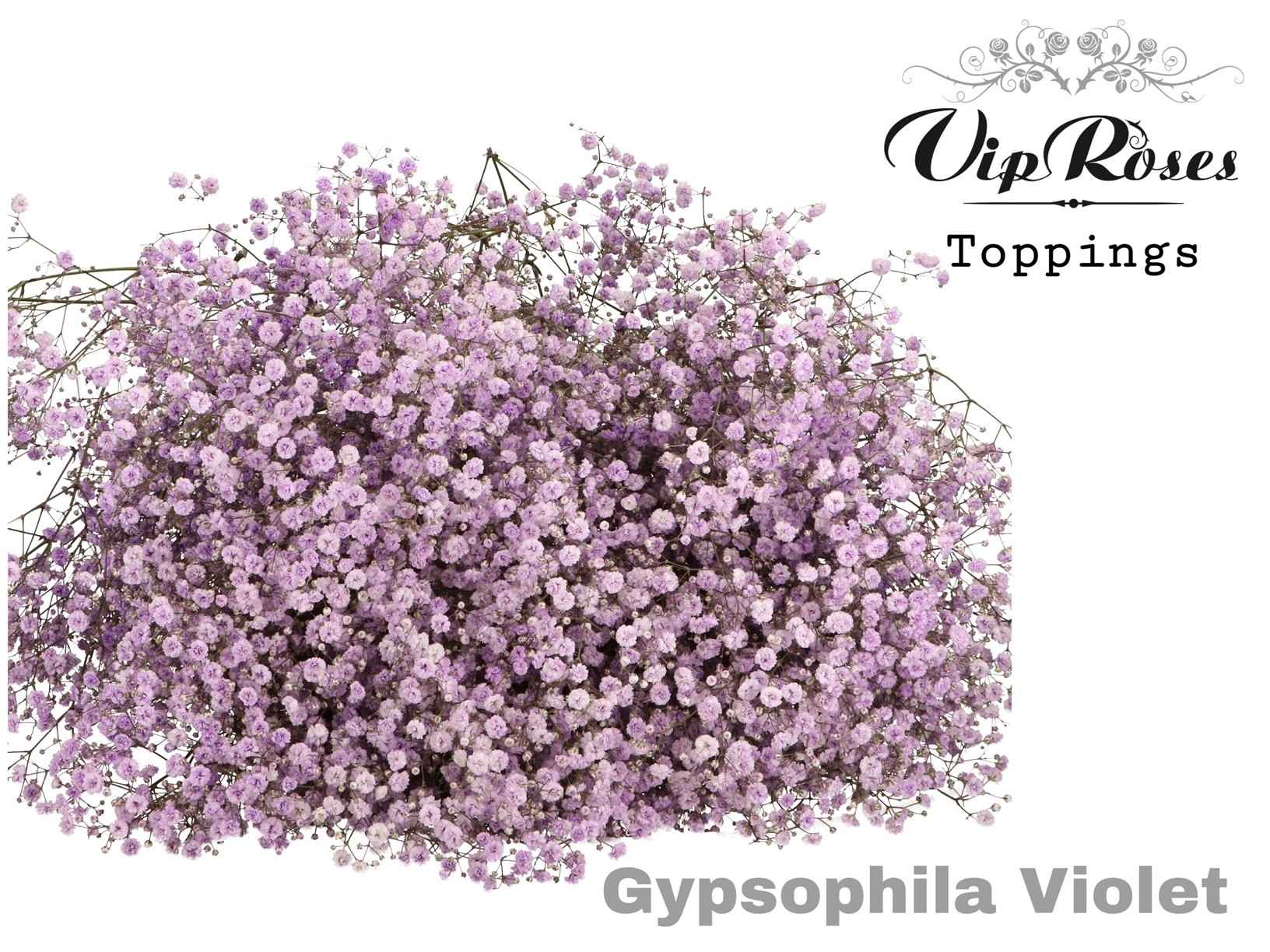 Срезанные цветы оптом Gyps large paint violet от 25шт из Голландии с доставкой по России