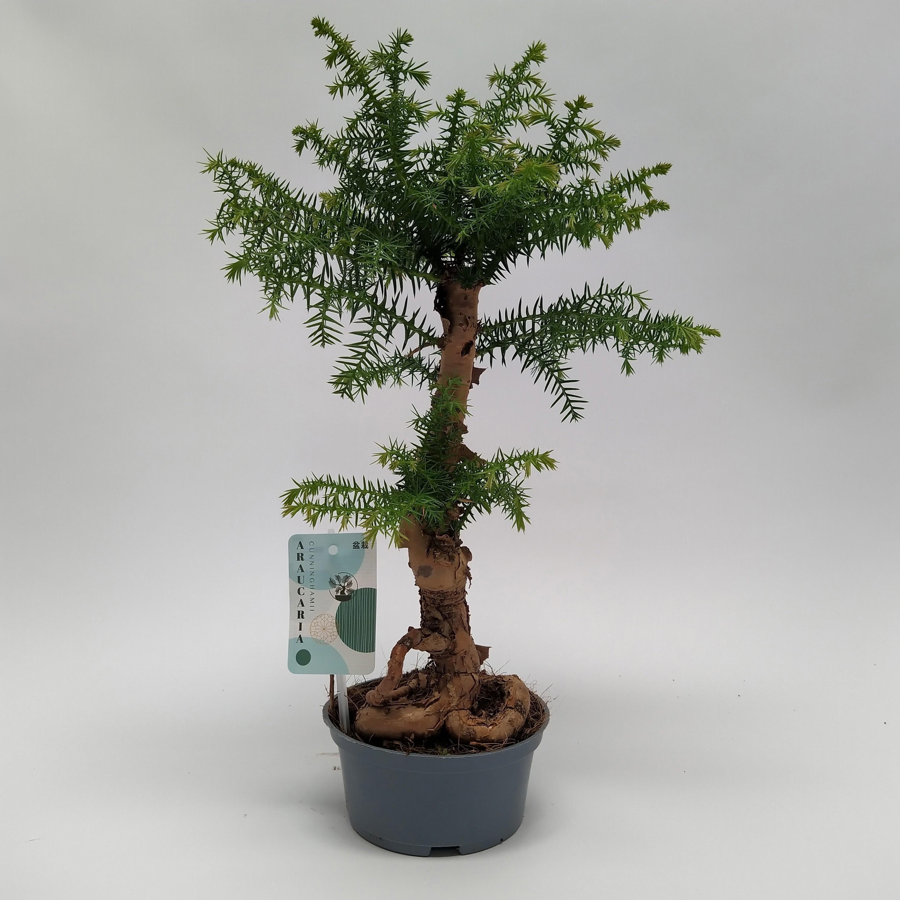 Горшечные цветы и растения оптом Araucaria Cunninghamii Bonsai от 7шт из Голландии с доставкой по России