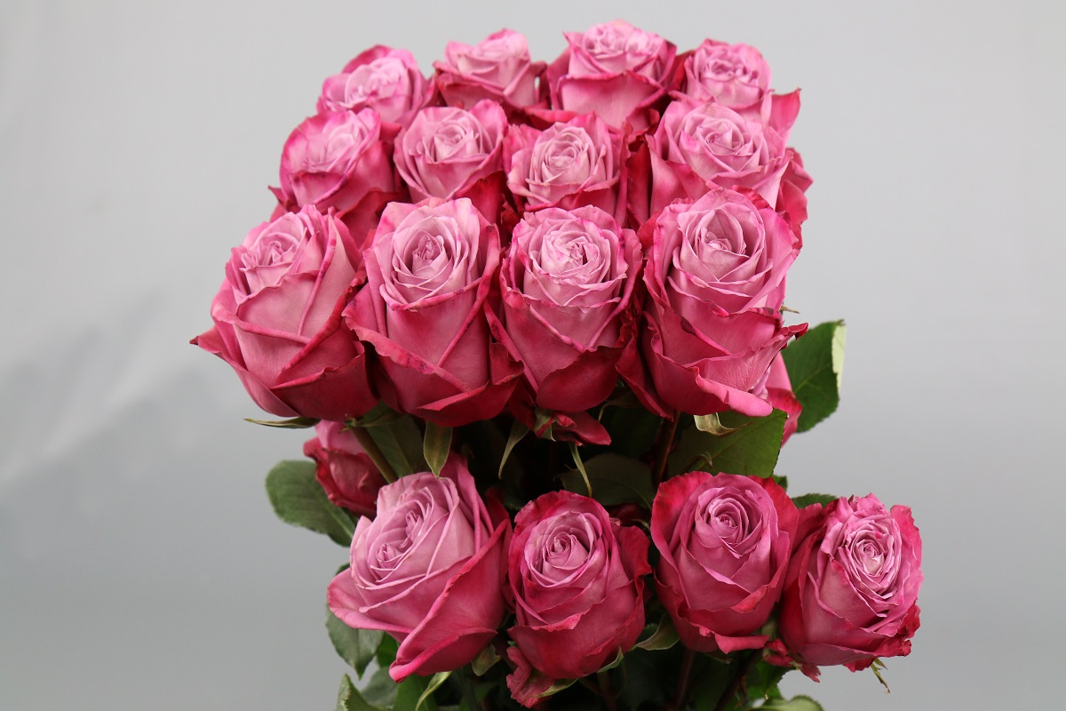 Срезанные цветы оптом Rosa ec moody blues от 60шт из Голландии с доставкой по России