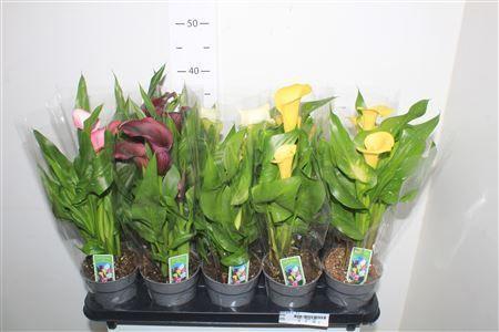 Горшечные цветы и растения оптом Zant Gem 2-3+ от 10шт из Голландии с доставкой по России