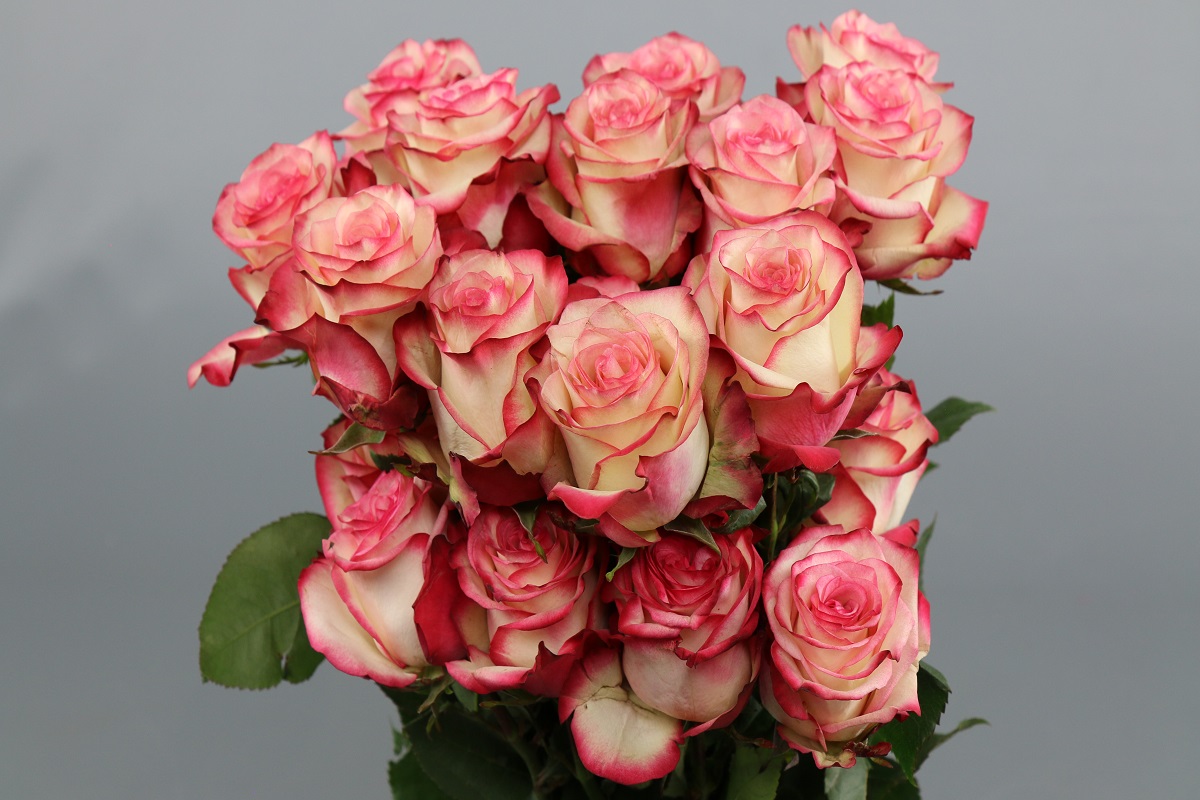 Срезанные цветы оптом Rosa ec paloma от 50шт из Голландии с доставкой по России