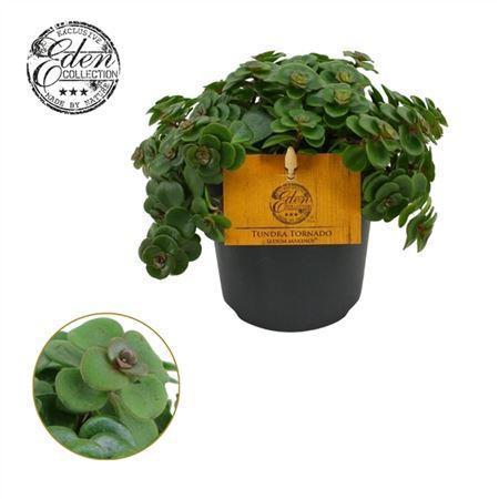 Горшечные цветы и растения оптом Sedum Tornado от 8шт из Голландии с доставкой по России