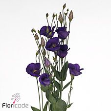 Срезанные цветы оптом Lisianthus si piccolo violet от 20шт из Голландии с доставкой по России