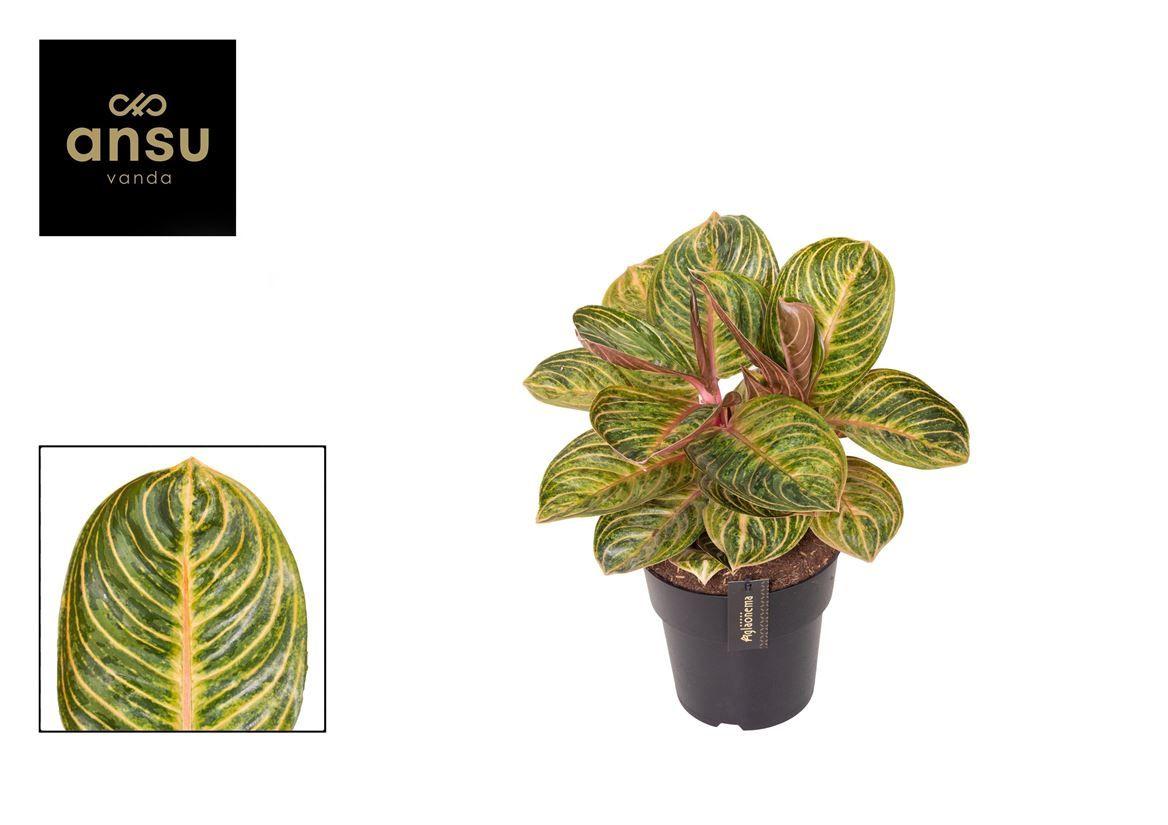 Горшечные цветы и растения оптом Aglaonema Tourmaline Gold от 3шт из Голландии с доставкой по России