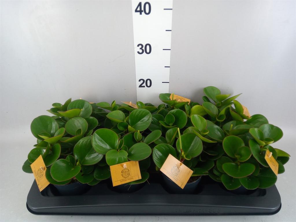 Горшечные цветы и растения оптом Peperomia Obt. obtipan от 8шт из Голландии с доставкой по России