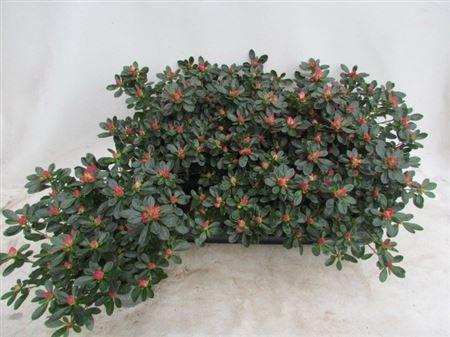 Горшечные цветы и растения оптом Rhodo Si Fr Scherre от 6шт из Голландии с доставкой по России