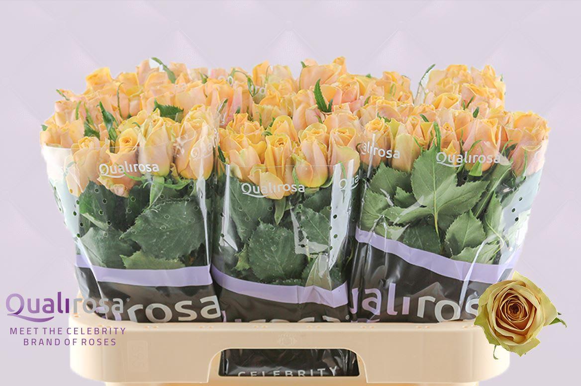 Срезанные цветы оптом Rosa large golden mustard от 80шт из Голландии с доставкой по России