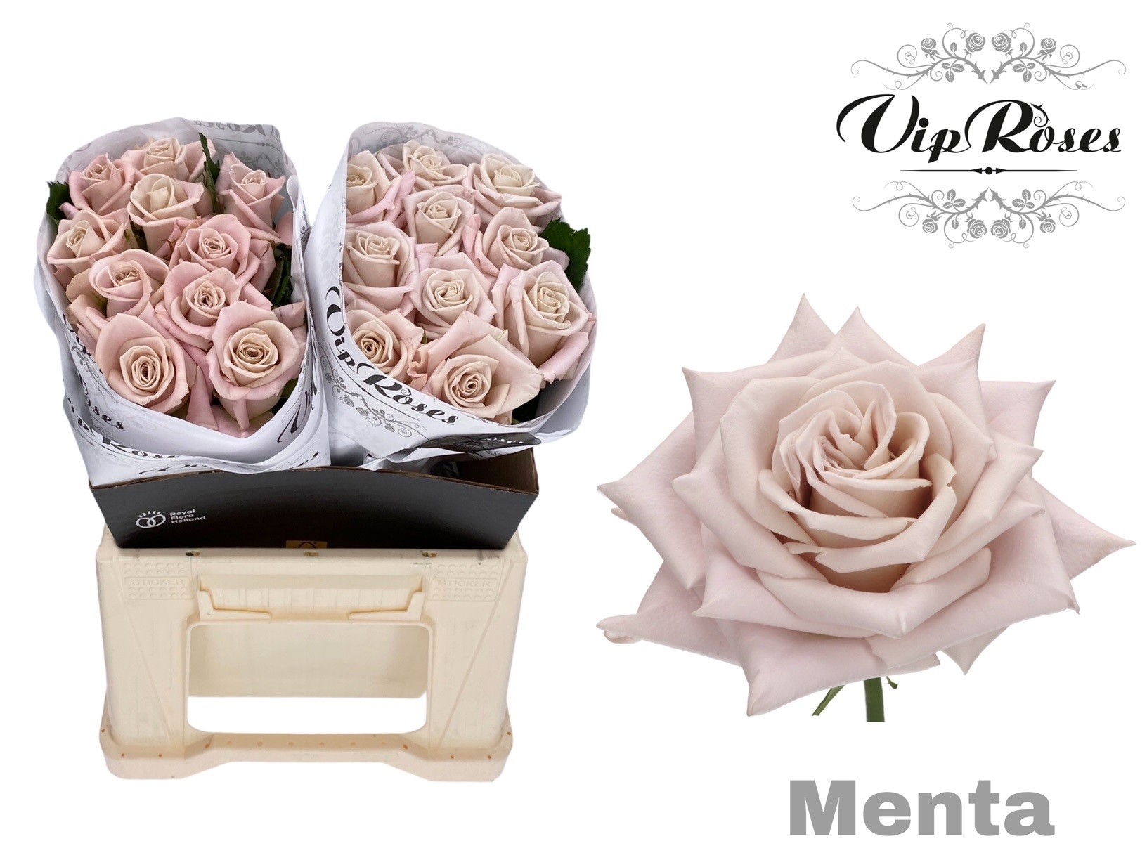 Срезанные цветы оптом Rosa large menta от 20шт из Голландии с доставкой по России
