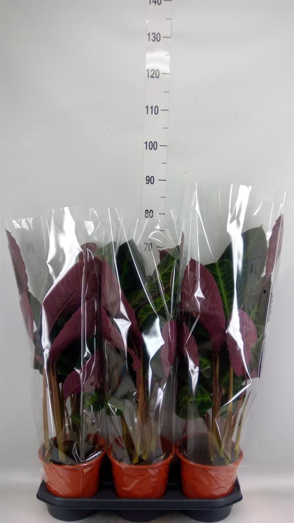 Горшечные цветы и растения оптом Calathea Zebrina от 3шт из Голландии с доставкой по России