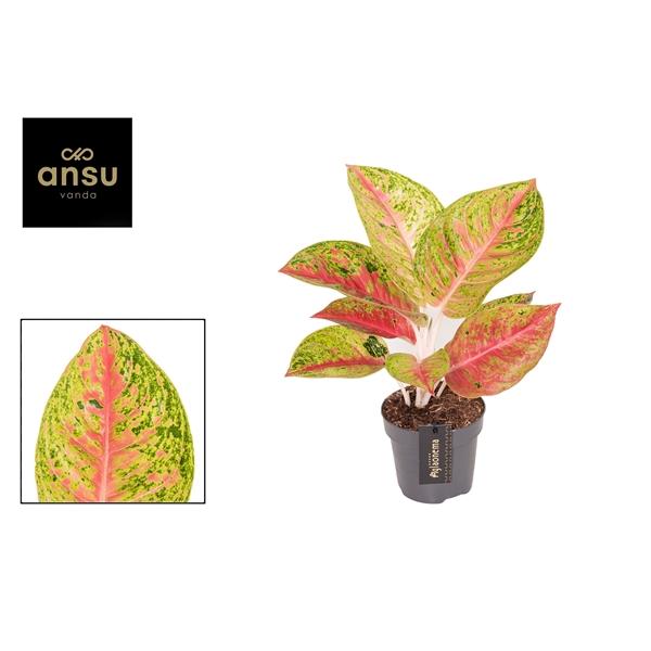 Горшечные цветы и растения оптом Aglaonema Grand Poppy от 6шт из Голландии с доставкой по России
