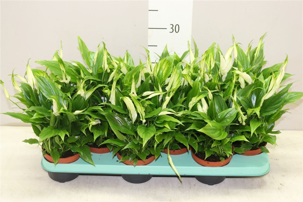 Горшечные цветы и растения оптом Spathiphyllum Chopin от 12шт из Голландии с доставкой по России