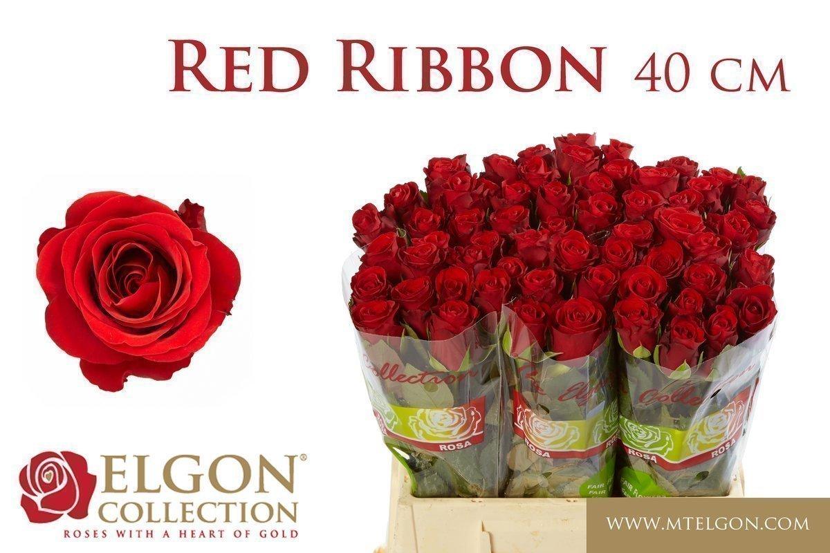 Срезанные цветы оптом Rosa large red ribbon от 60шт из Голландии с доставкой по России