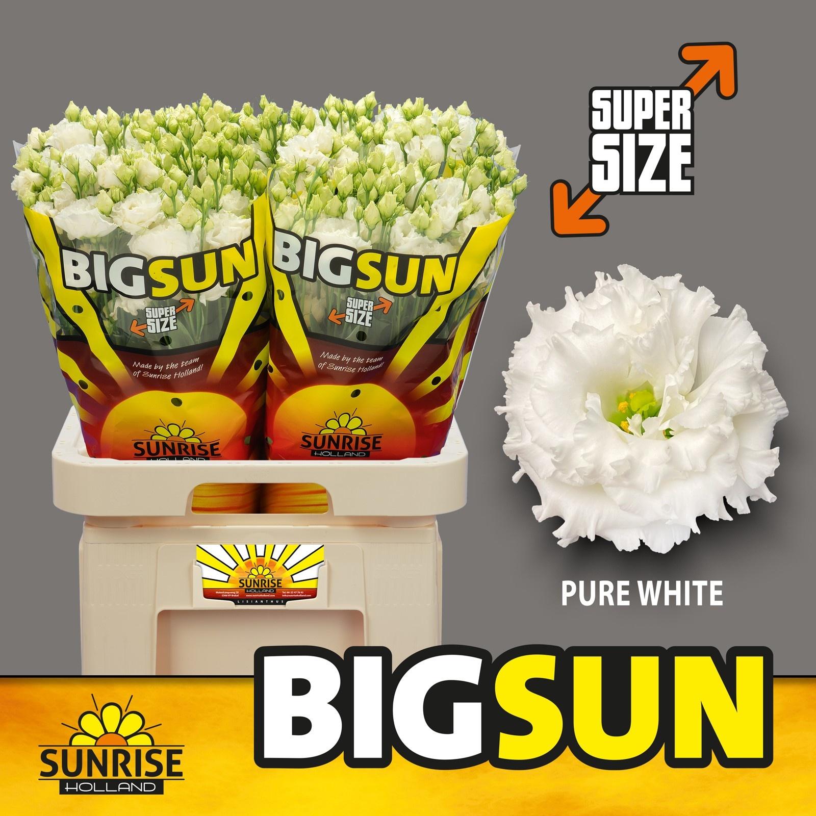 Срезанные цветы оптом Lisianthus do big sun pure white от 40шт из Голландии с доставкой по России