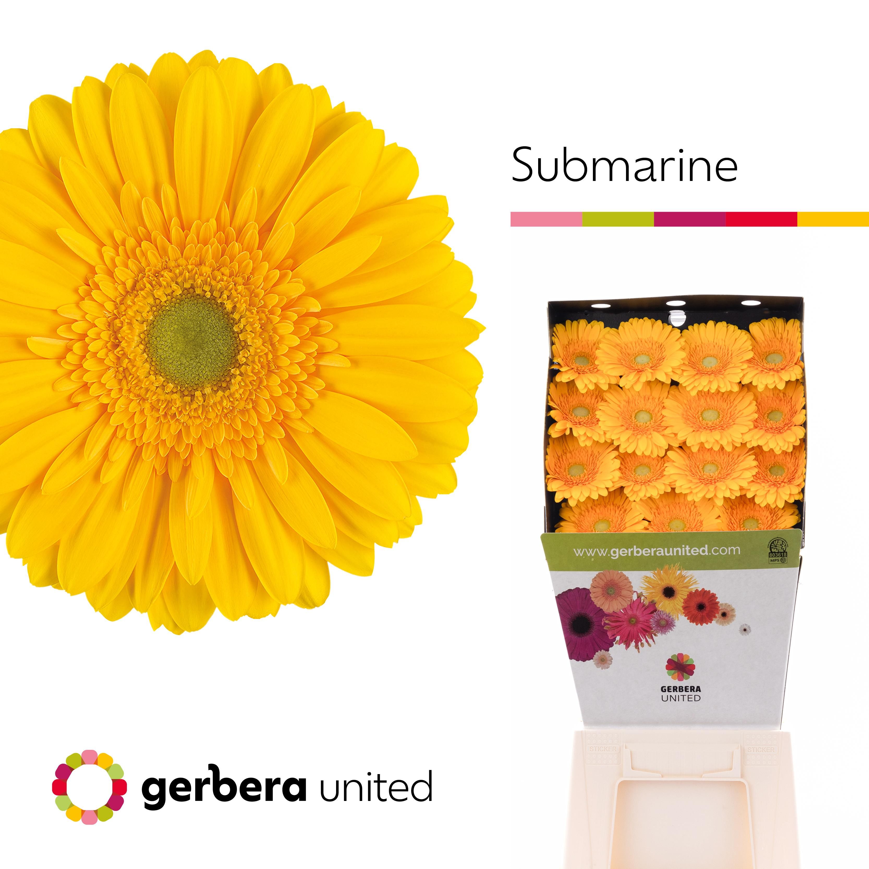 Срезанные цветы оптом Gerbera diamond submarine от 45шт из Голландии с доставкой по России