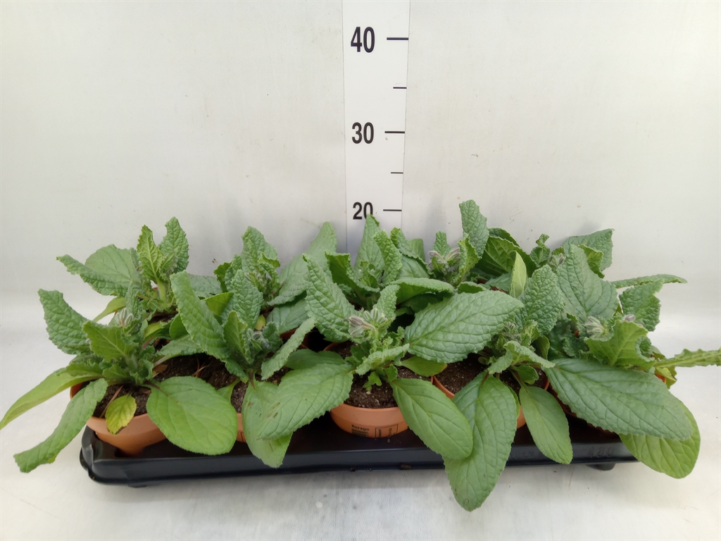 Горшечные цветы и растения оптом Tuinkruiden   ... от 10шт из Голландии с доставкой по России