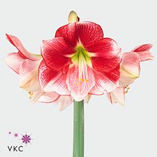 Срезанные цветы оптом Hippeastrum exception от 15шт из Голландии с доставкой по России