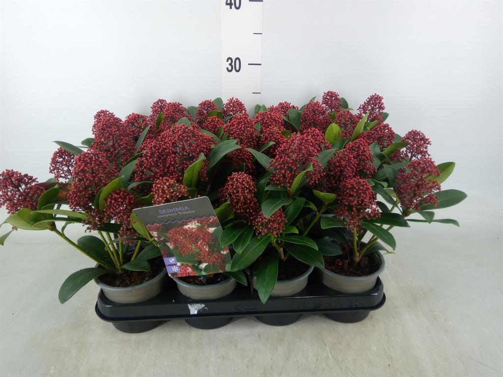 Горшечные цветы и растения оптом Skimmia Jap. от 11шт из Голландии с доставкой по России