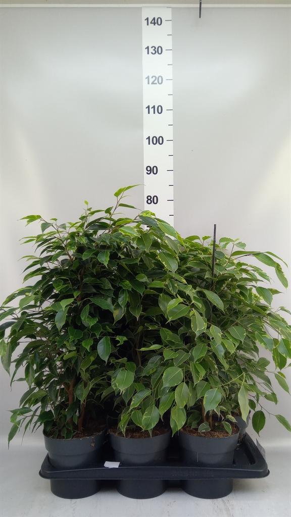 Горшечные цветы и растения оптом Ficus Benja. ...mix от 6шт из Голландии с доставкой по России